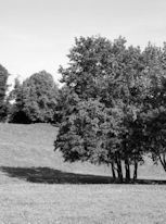 Baum wirft Schatten